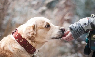Ăn thịt chó: Văn minh hay văn hóa?