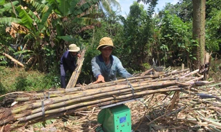 Thu hoạch mía ở Hậu Giang Ảnh: C.K 