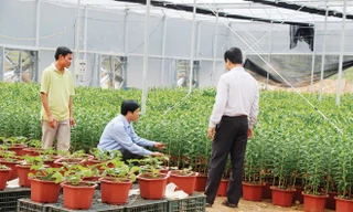 Giám đốc Sở KH-CN Quảng Trị Trần Ngọc Lân giới thiệu về chất lượng hoa lily trồng ở Sa Mù hơn hẳn những nơi khác