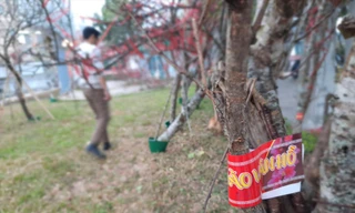 Lô đào đầu tiên được dán tem chứng nhận xuất xứ từ Vân Hồ (Sơn La) về Hà Nội trong ngày 21/1 