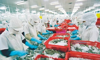 Chế biến thủy sản xuất khẩu ảnh: p.v