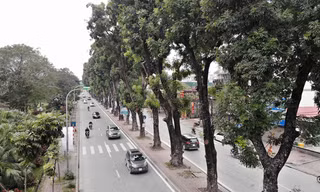 Hàng cây xà cừ được giữ nguyên không thuộc phần mở rộng đường Láng. ảnh: Mạnh Thắng 
