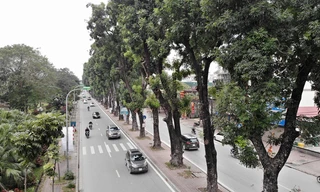 Hàng cây xà cừ được giữ nguyên không thuộc phần mở rộng đường Láng. ảnh: Mạnh Thắng 