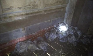 Nhiều cá thể don bị nuôi nhốt