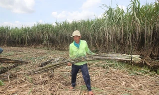 Người trồng mía Hậu Giang lại thêm vụ "mía đắng" Ảnh: C.K 