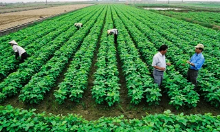 Quá trình tích tụ ruộng đất nông nghiệp còn hạn chế. ảnh: hồng vĩnh