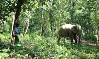Ông Y Mứt luôn theo sát voi Bun Kham