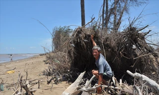 Biển xâm lấn nuốt trôi hàng cây ven biển ở Bến Tre. Ảnh: Hòa Hội