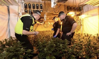 Cảnh sát Anh triệt phá một trang trại trồng cỏ của người Việt 