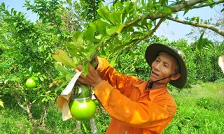 Ông Võ Hồng Quốc thu hoạch đào tiên hồ lô  ẢNH: HÒA HỘI 