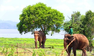 Các nài voi khống chế voi Y Mâm hung dữ