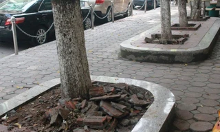 Một trong 3 gốc cây sưa đang bị đào nửa chừng bị người dân ngăn chặn