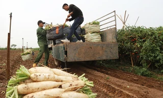 Củ cải trắng ở xã Tráng Việt được trồng theo chuẩn VietGap. Ảnh: Ngọc Thành