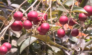 Trái nhãn tím trồng ở nhà vườn miền Tây.