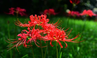 Hoa bỉ ngạn có gì mà giới trẻ tranh nhau bắt 'trend' nhiều đến vậy?