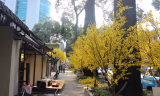 Sắc vàng 'rừng mai' tại Nhà văn hóa Thanh niên cuốn hút bạn trẻ Sài Gòn