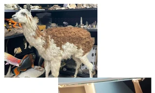 Những người trẻ mang “đời sống mới” cho xác động vật 