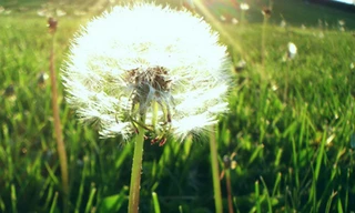 Vẻ đẹp buồn man mác của hoa bồ công anh