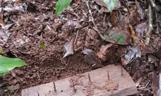 Lâm tặc rải đinh, đặt bẫy, gian nan 'cuộc chiến' bảo vệ rừng ở Đắk Nông