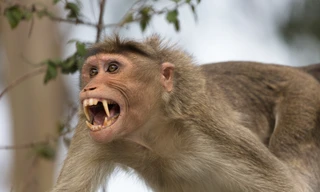 Khỉ hoang tấn công làm 7 người bị thương