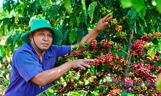 Giá cà phê tăng cao, người dân canh cánh lo ngại nạn trộm cắp tái diễn