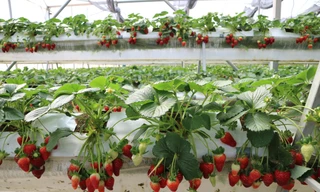 Dâu tây Đà Lạt