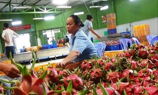 DN Việt cần kiểm tra kỹ chất lượng sản phẩm, tránh để bị phía Anh và EU bắt lỗi tồn dư thuốc bảo vệ thực vật