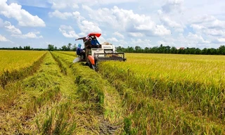 Mô hình “Cánh đồng lớn” ở Đồng bằng sông Cửu Long bộc lộ những bất cập nhất định trong thực tế triển khai. ẢNH : CẢNH KỲ