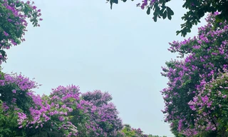 Nhiều người quan ngại việc trở thành món ăn sẽ khiến hoa bằng lăng bị “đồ sát”