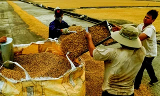 Nông dân trồng cà phê đang bị ảnh hưởng bởi vấn nạn sản xuất cà phê 