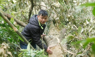 Phóng viên thường trú báo Tiền Phong tại Bắc Giang tác nghiệp điều tra chặt phá rừng Tây Yên Tử (huyện Sơn Động, tỉnh Bắc Giang)