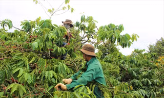 Nhân công tại chỗ thu hái cà phê cho gia đình chị Nga