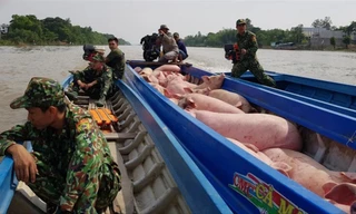 Lợn lậu đang được tuồn mạnh từ Campuchia vào Việt Nam, nguy cơ mang theo mầm bệnh