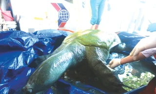  Xác rùa Hoàn Kiếm ở hồ Đồng Mô được đưa về bảo quản tại phòng lạnh ở Bảo tàng Thiên nhiên Việt Nam chiều 24/4. Ảnh: Duy Phạm