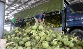 Nhiều DN xuất khẩu dừa tại Bến Tre vừa có đơn kiến nghị khẩn cấp nhằm hỗ trợ kết nối tiêu thụ các sản phẩm từ cây dừa
