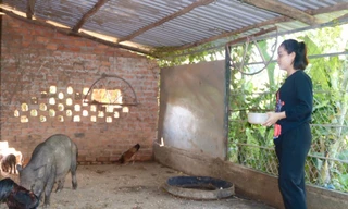 Chị Quỳnh có thu nhập ổn định từ mô hình nuôi heo rừng lai bán hoang dã