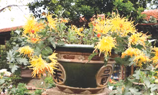 Hoàng Long Trảo có nguồn gốc từ cung đình Huế