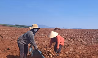 Khu vực đất có lô cao su gần trụ sở UBND xã Hneng (huyện Đak Đoa, tỉnh Gia Lai) được cho là đã bị khai thác trước khi đấu giá