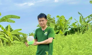 Mô hình khởi nghiệp từ cây ngải cứu giúp anh Kỹ thu về hàng tỷ đồng mỗi năm