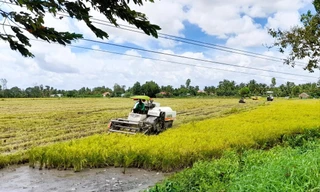 Thu hoạch lúa ở Hậu Giang. ẢNH: CẢNH KỲ