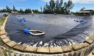 Có đến 60% ao hồ tại xã Phong Hải bị thiệt hại do tôm mắc bệnh, ao nuôi phải tạm “treo”