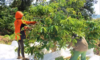 Tây Nguyên đang bước vào vụ thu hoạch cà phê