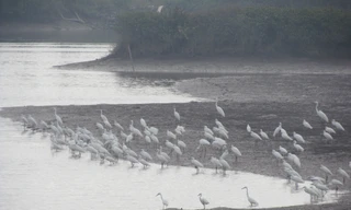 Chim di cư về VQG