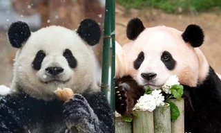 Dàn "đỉnh lưu" vạn người mê giới Pandabiz: Tam Thái tử Manh Lan viral nhờ "vượt ngục"