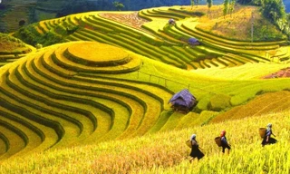 Mùa lúa chín rộ đẹp "xỉu dọc xỉu ngang", đã đến lúc xách ba-lô đi Tây Bắc săn ảnh xịn mịn!