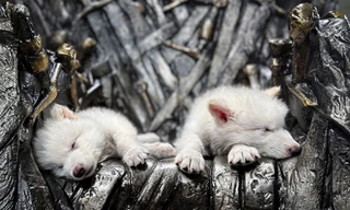 Loài sói dữ trong Game of Thrones được hồi sinh sau hơn 10 ngàn năm tuyệt chủng