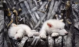 Loài sói dữ trong Game of Thrones được hồi sinh sau hơn 10 ngàn năm tuyệt chủng