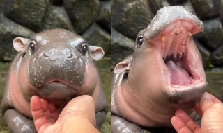 Bé hà mã lùn Moo Deng với biểu cảm "phẫn nộ" quá đáng yêu gây sốt ở Thái Lan