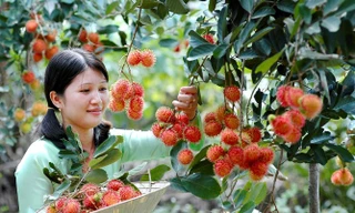 Hè này vi vu miền Tây với "tour vườn trái cây": Cảnh đẹp nghìn like, còn được ăn ngon