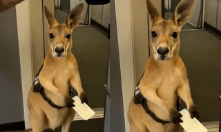 Video con kangaroo có vé nhưng bị cấm bay viral khắp cõi mạng, thực hư ra sao?